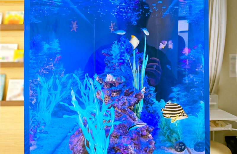 耳鼻科クリニック様の120cm埋め込み式水槽！半年後の様子 水槽画像３