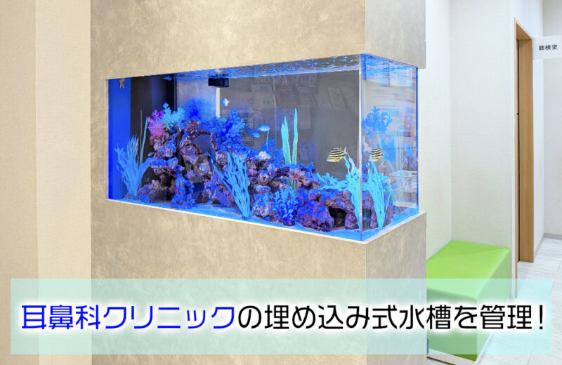 耳鼻科クリニック様の120cm埋め込み式水槽！半年後の様子サムネイル