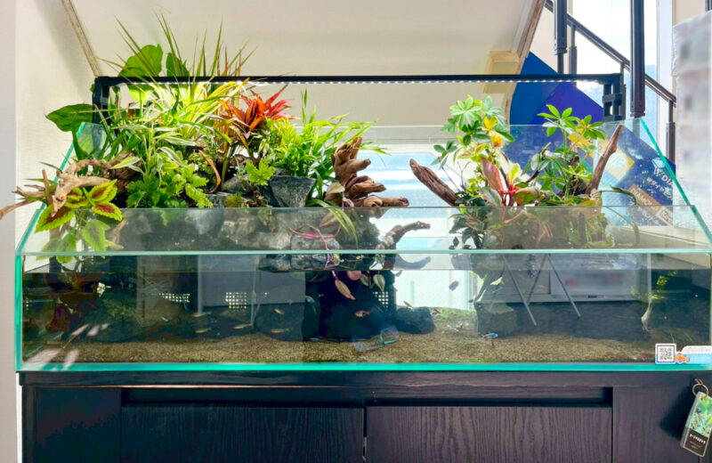 店舗様のエントランスに設置！お客様の目を惹く120cmアクアテラリウム 水槽画像３