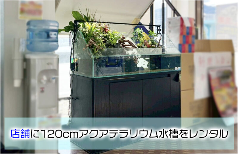 店舗様のエントランスに設置!お客様の目を惹く120cmアクアテラリウムサムネイル