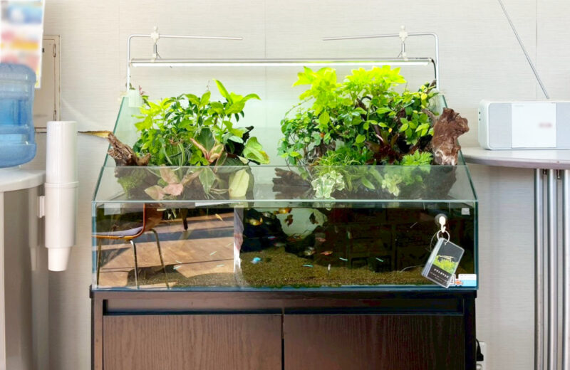 店舗様のエントランスに設置！90cmアクアテラリウム水槽の様子 水槽画像５