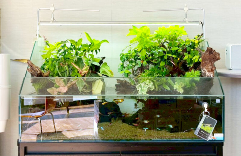 店舗様のエントランスに設置！90cmアクアテラリウム水槽の様子 水槽画像２