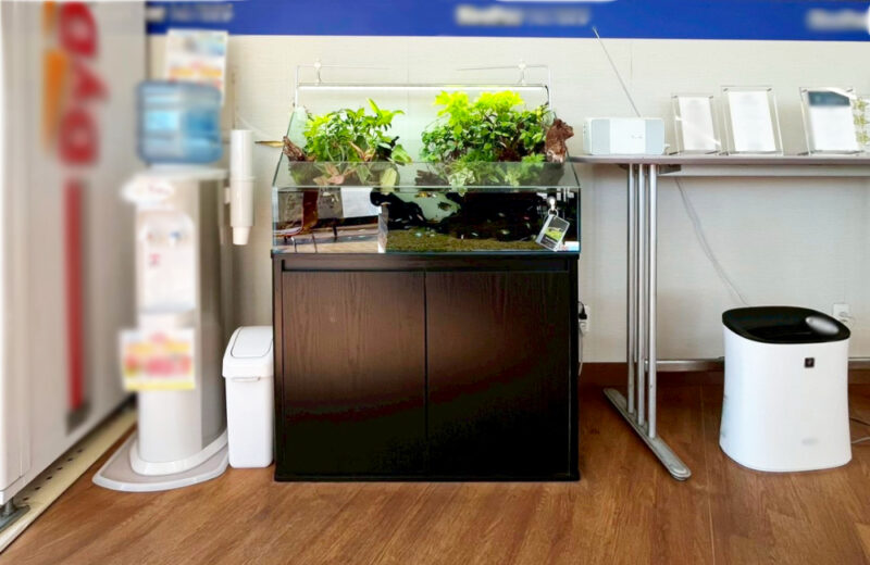 店舗様のエントランスに設置！90cmアクアテラリウム水槽の様子 水槽画像４