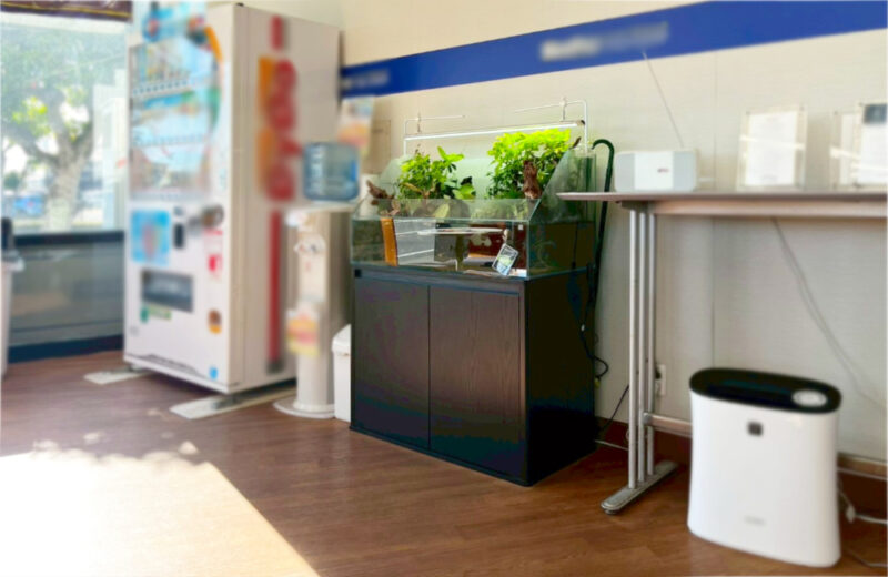 店舗様のエントランスに設置！90cmアクアテラリウム水槽の様子 水槽画像３