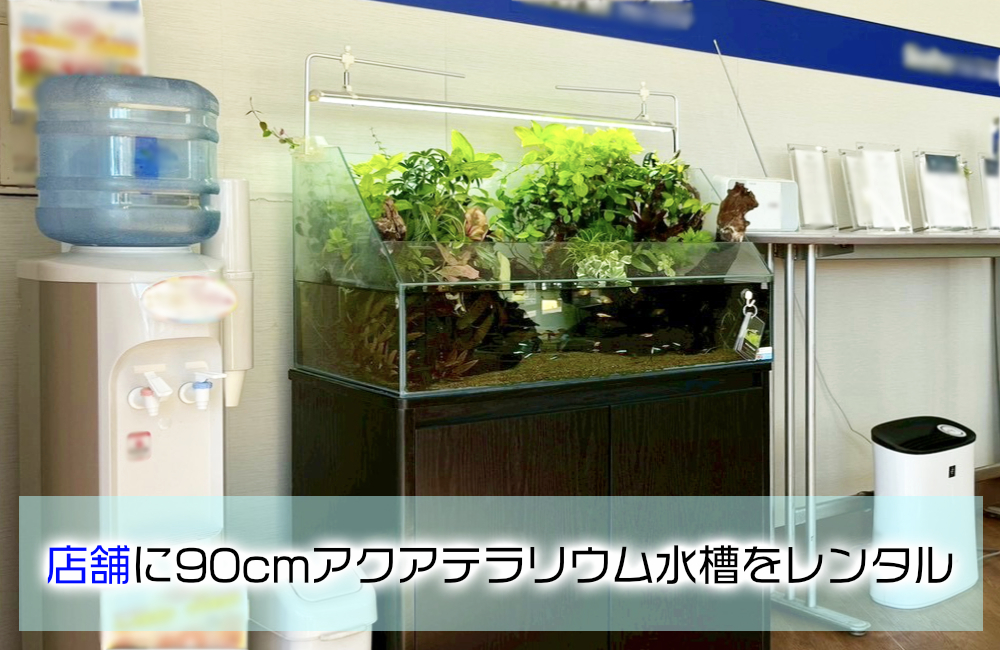 店舗様のエントランスに設置！90cmアクアテラリウム水槽の様子 メイン画像
