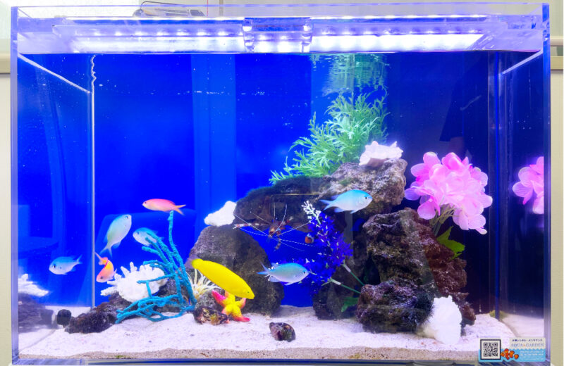 オフィスの水槽レンタル事例！60cmの海水魚水槽について紹介 水槽画像２