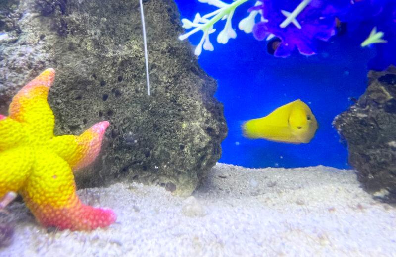 オフィスの水槽レンタル事例！60cmの海水魚水槽について紹介 水槽画像５