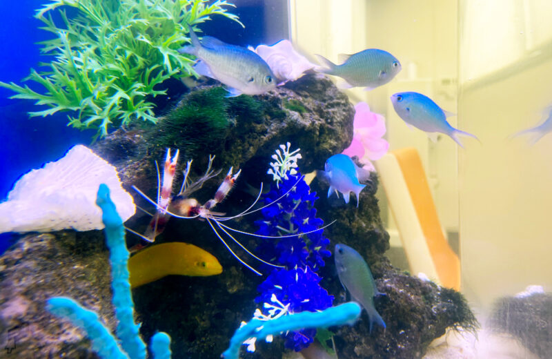 オフィスの水槽レンタル事例！60cmの海水魚水槽について紹介 水槽画像３