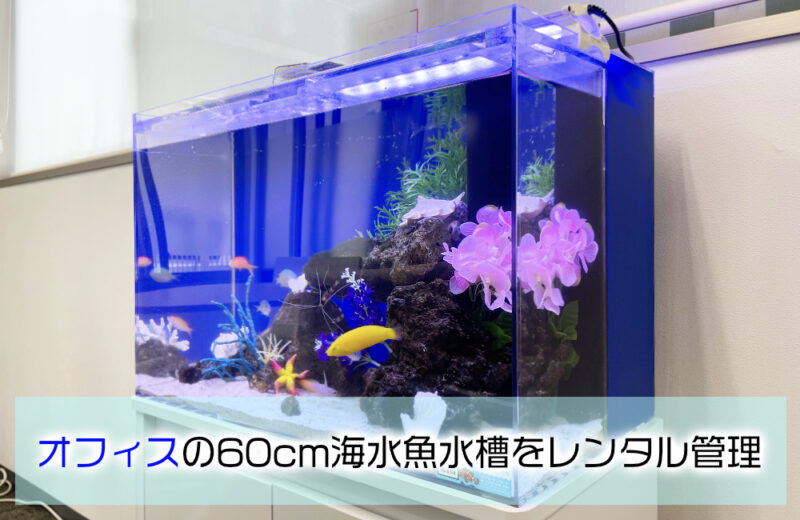 オフィスの水槽レンタル事例!60cmの海水魚水槽について紹介サムネイル