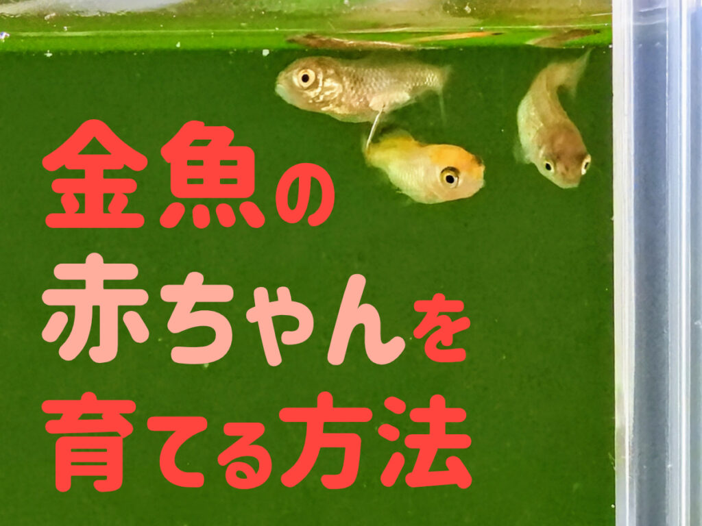 金魚の赤ちゃんを育てよう！成長段階別・稚魚から若魚の飼育ポイントのサムネイル画像