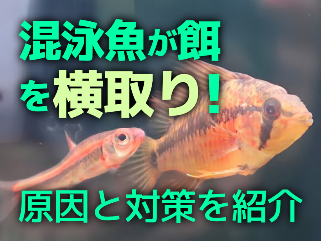 混泳してる魚が餌を横取りしてしまう！原因と対策、横取りを防ぐアイテムのサムネイル画像