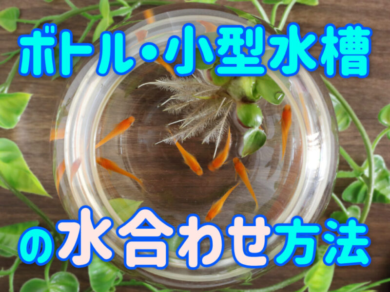 ボトル・小型水槽飼育の水合わせ方法!水合わせに最適な用具も紹介サムネイル