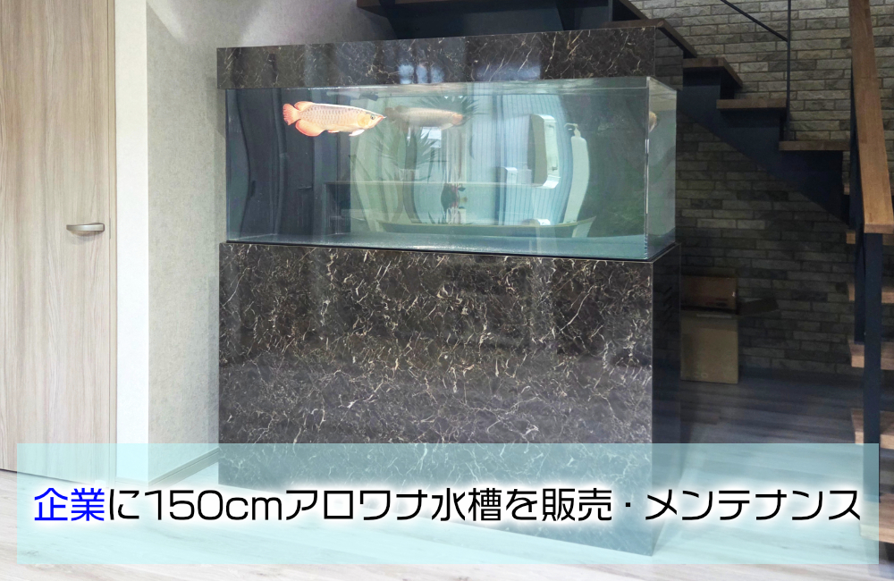 企業に150cmのアクリル製アロワナ水槽一式を販売・定期メンテナンス! メイン画像