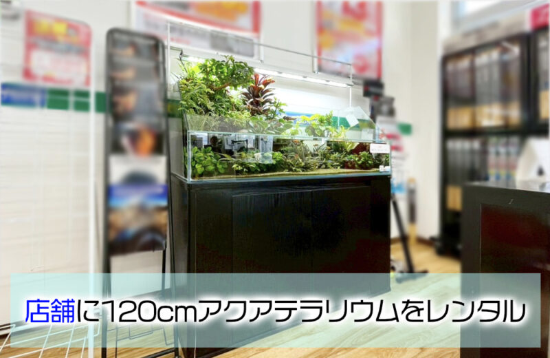 企業様の120cmアクアテラリウム水槽!高さのある植物で密度作りサムネイル