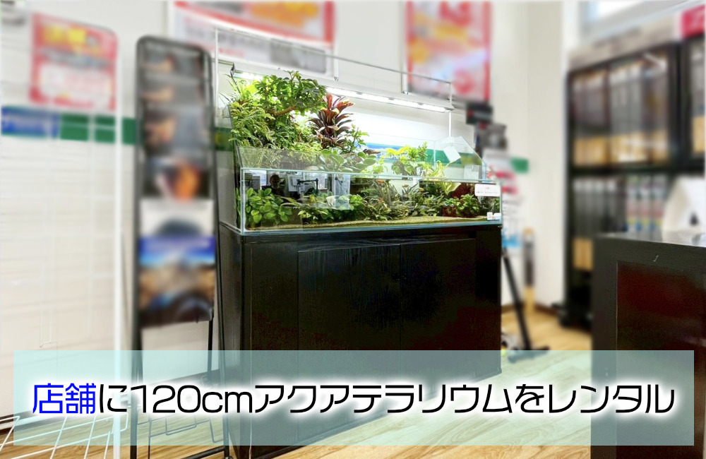 企業様の120cmアクアテラリウム水槽!高さのある植物で密度作り メイン画像