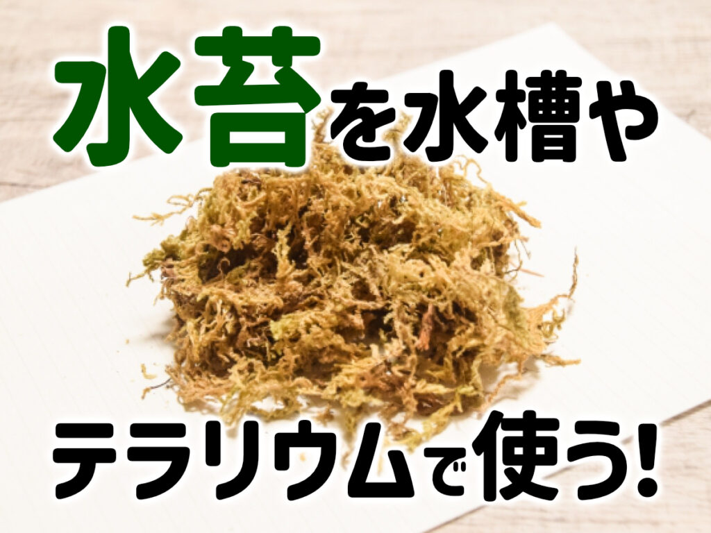 水苔の使い方!テラリウム・カメ・イモリ飼育で水苔を活用する方法のサムネイル画像