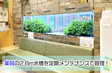 薬局の2.6m水槽を定期メンテナンスで管理
