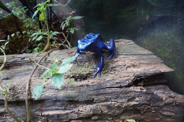 青いヤドクガエルと流木のテラリウム
