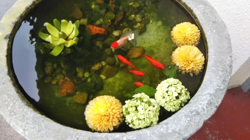 金魚と睡蓮、丸い花が飾られた水鉢