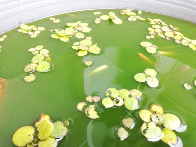 緑色の水面に浮かぶ金魚と水草