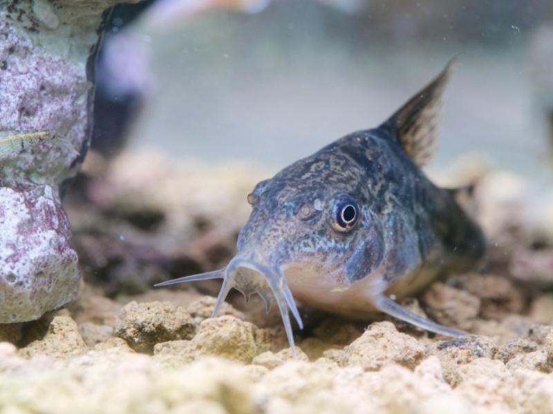 コリドラス類の底生魚と岩石のクローズアップ