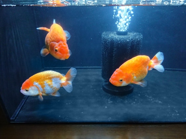 水槽で泳ぐ3匹の金魚の姿