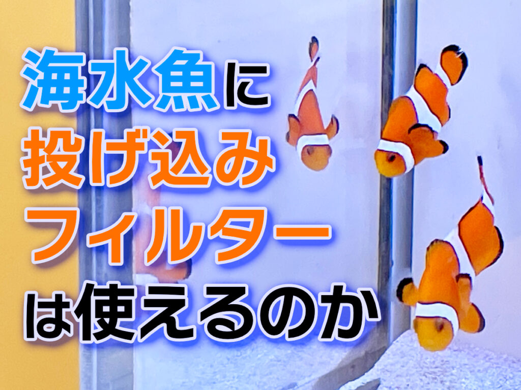 投げ込み式フィルターの海水魚水槽活用法!補助ろ過や隔離水槽で便利のサムネイル画像