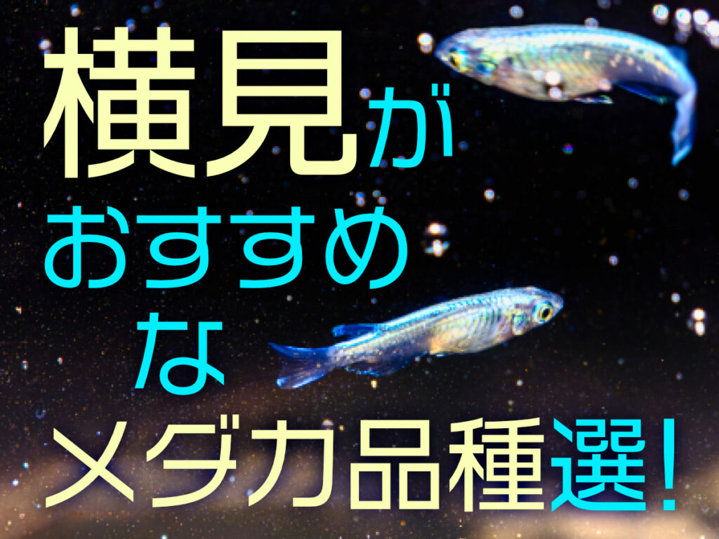 横見が美しいメダカ品種10選と室内飼育におすすめの水槽・照明を紹介!のサムネイル画像