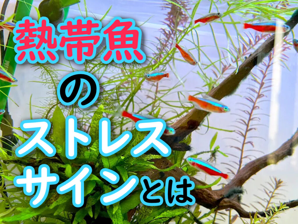 熱帯魚のストレスサイン10選!体色・泳ぎ方・食欲から不調を見抜く方法のサムネイル画像