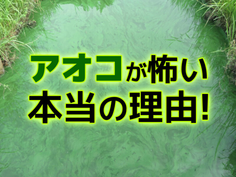 アオコが悪い本当の理由!毒素から魚・エビなどへの影響、予防策を解説サムネイル