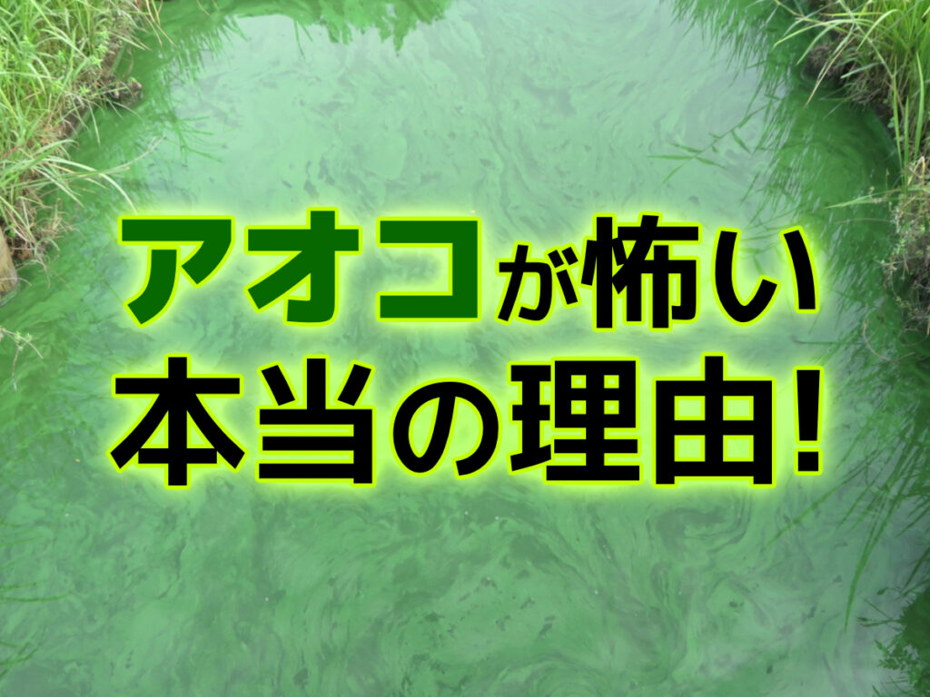 アオコが悪い本当の理由!毒素から魚・エビなどへの影響、予防策を解説のサムネイル画像