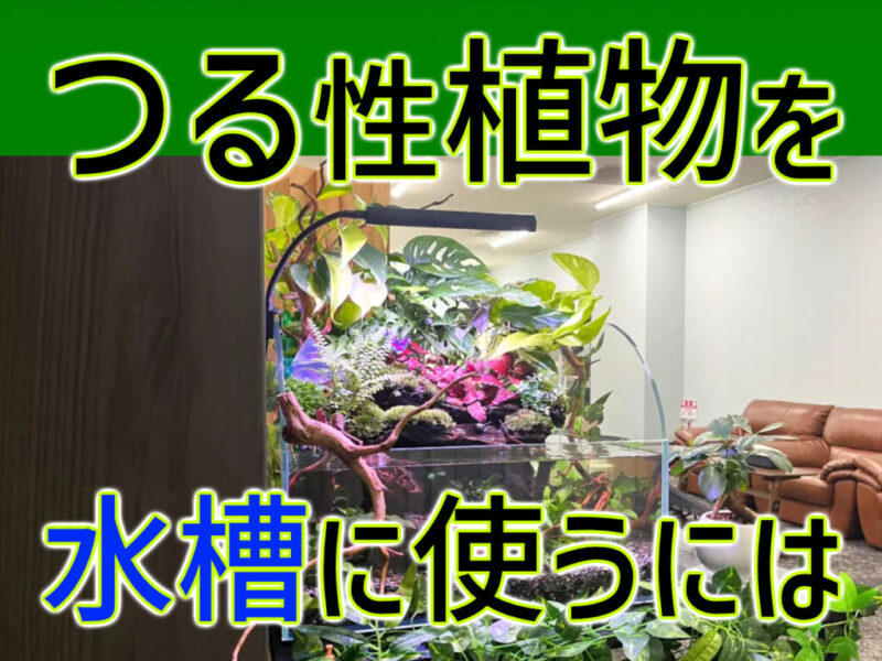 つる性植物を水槽にレイアウト!メリットや水槽・ビオトープでの管理方法サムネイル