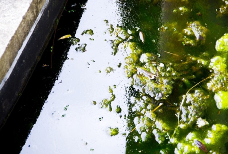 水面に浮遊する緑色の藻類と水生植物