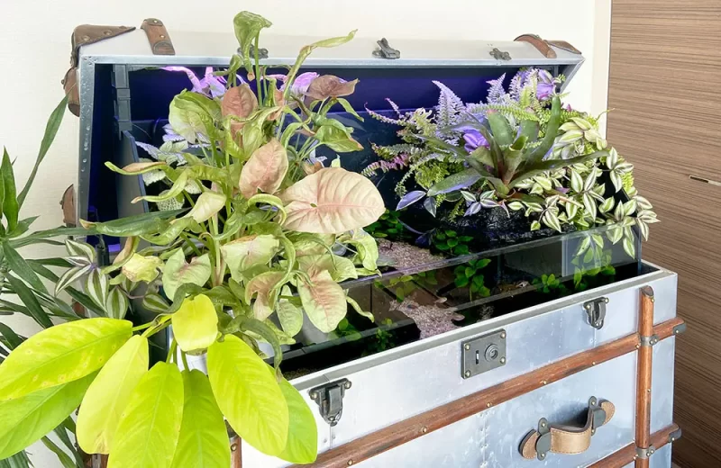 トランク型水槽に植物を配置したテラリウム