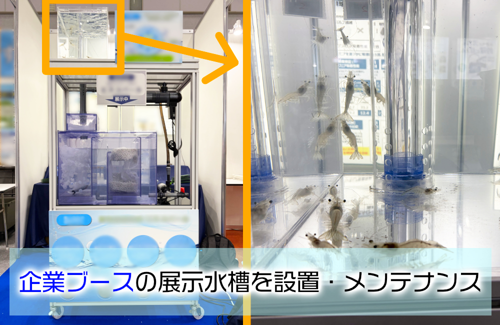 シーフードショーの企業ブースに展示水槽を設置!バナメイエビと特殊ろ材をPR