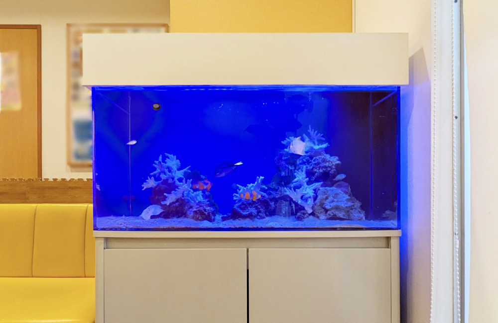 青く照らされた水槽に熱帯魚とサンゴ