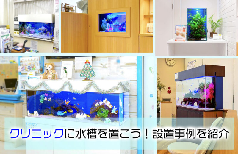 クリニックに水槽を置こう!海水・淡水・特注水槽の設置事例を紹介サムネイル