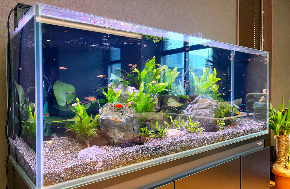 小型カラシンと水草が泳ぐアクアリウム水槽