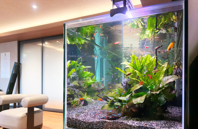 さいたま市の介護施設様に120cm水槽をレンタル!小型熱帯魚が泳ぐ上品なアクアリウム 水槽画像5