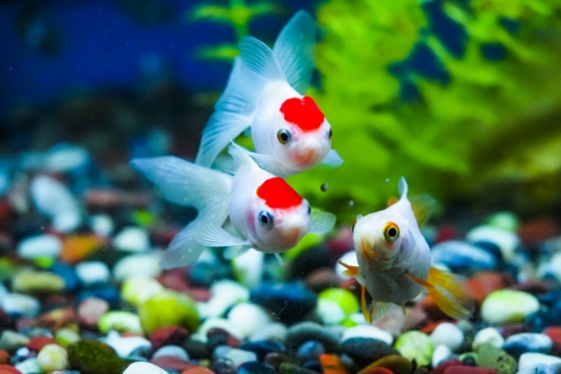 赤い斑点のある白い金魚3匹と水草