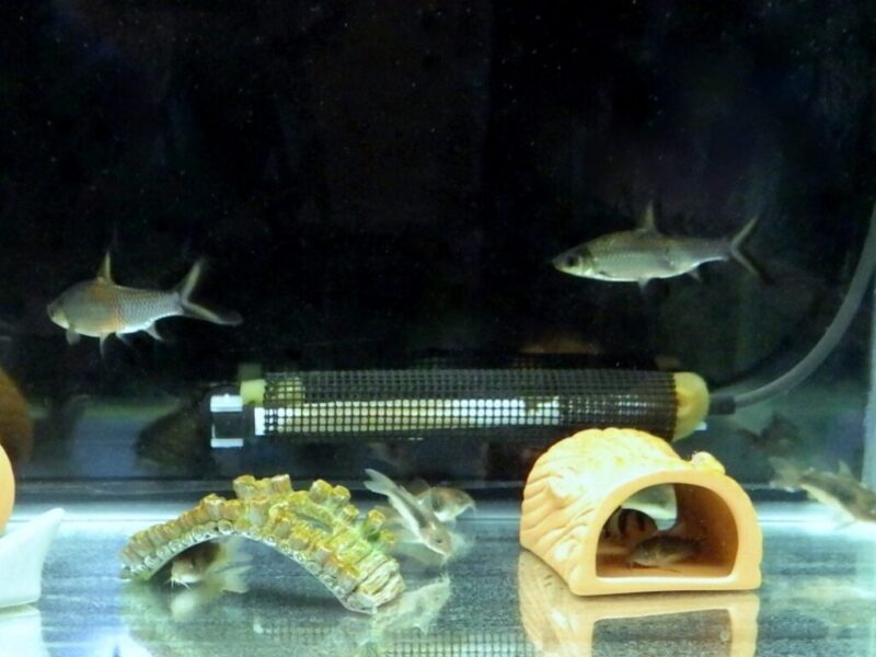 水槽内にいる数匹の魚と水槽用品