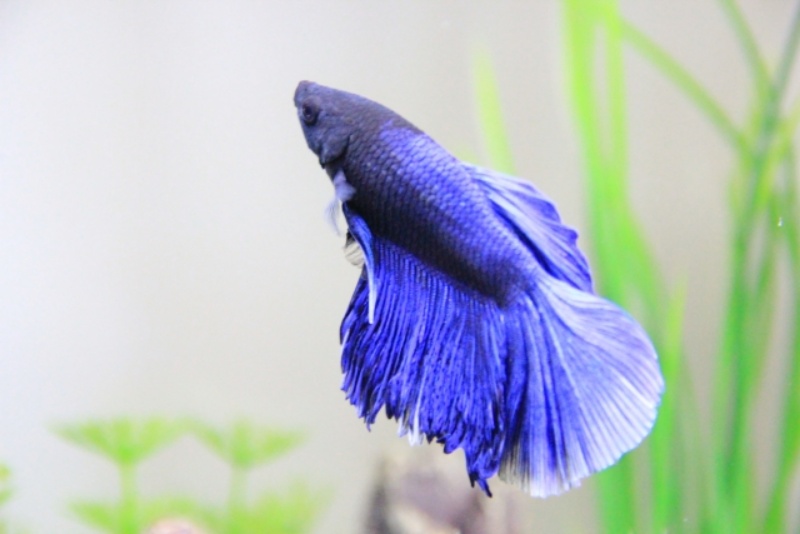 鮮やかな青色のベタの魚の姿