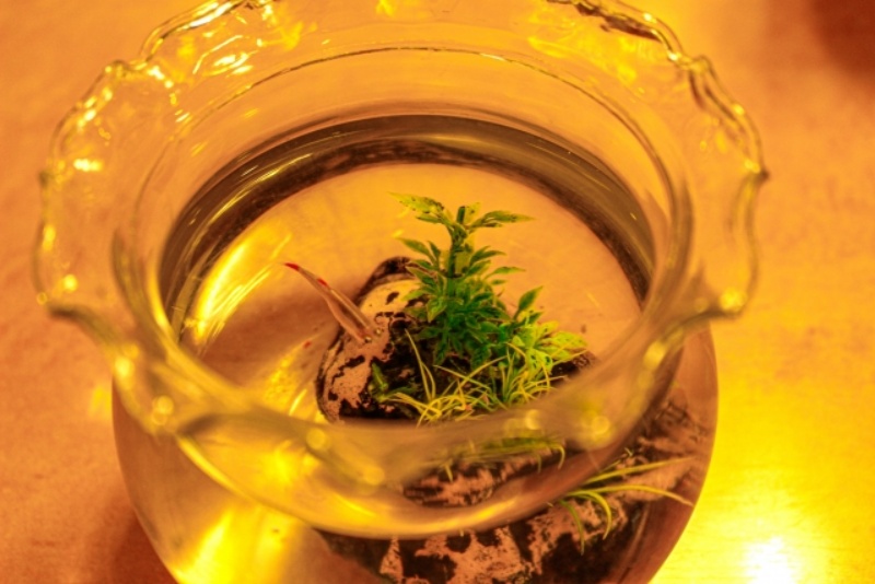 小さな水槽に一匹のベタと水草の配置