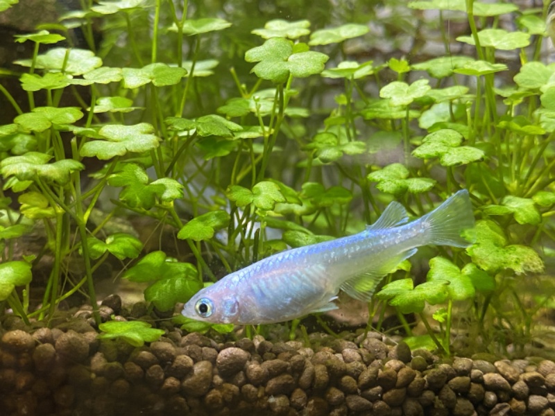水草水槽に泳ぐ青白いメダカの姿