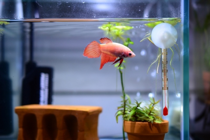 オレンジ色のベタと水温計の熱帯魚水槽