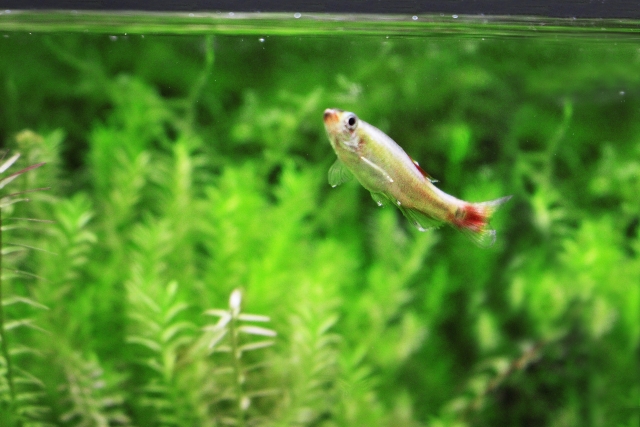 水槽で泳ぐメダカと水草の群生