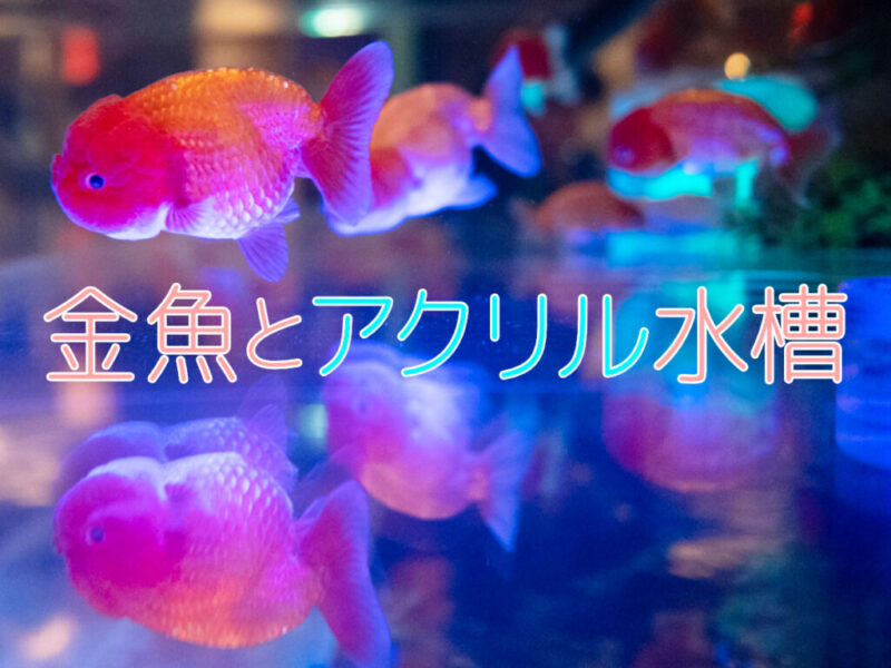 金魚とアクリル水槽!アクリル水槽を使用するメリットやおすすめ加工サムネイル