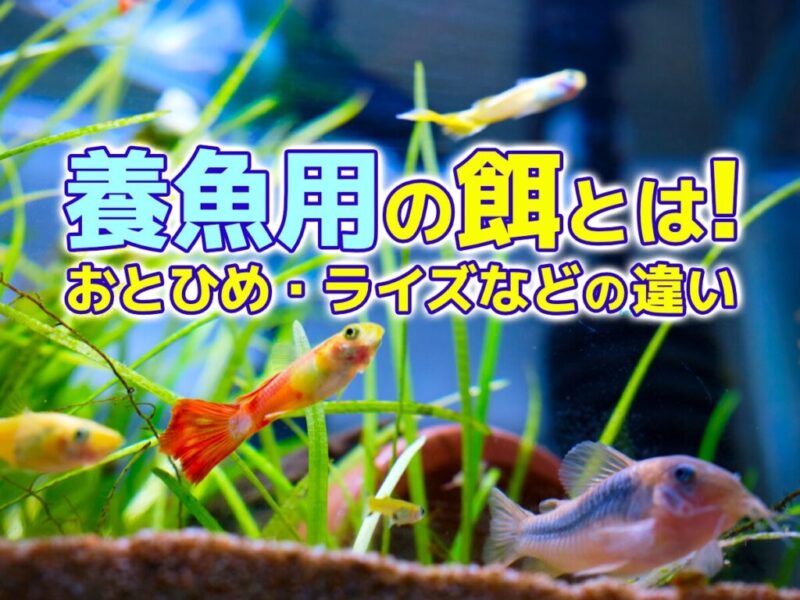 養魚用の餌とは!おとひめ・ライズ・あゆソフトの違いとメリット!サムネイル