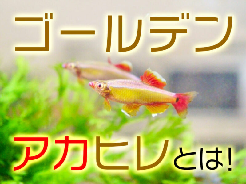 ゴールデンアカヒレとは!熱帯魚水槽・ビオトープにもおすすめな小型魚サムネイル