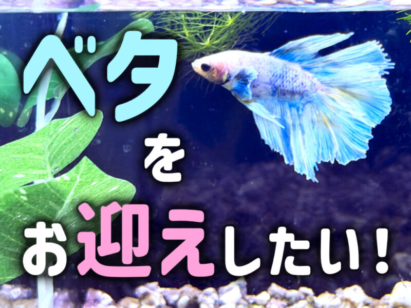 ベタをお迎えしたい!水槽サイズやお迎え準備と飼育のスタートガイドサムネイル